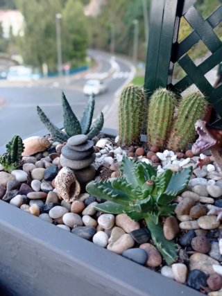 plantas/suculentas/crasas/palmeras/yuca/jade/cactu