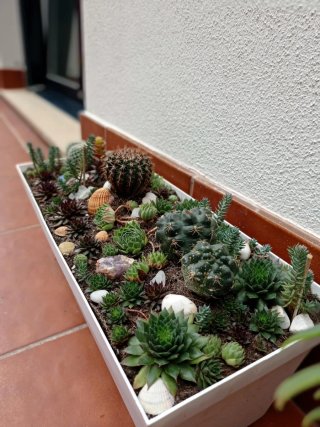 plantas/suculentas/crasas/palmeras/yuca/jade/cactu