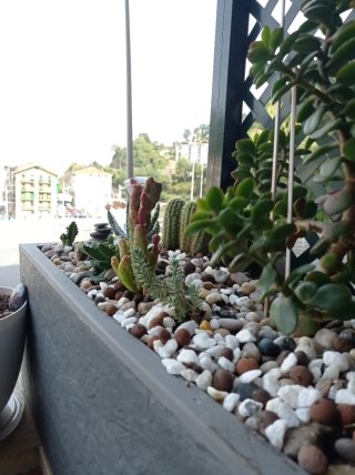 plantas/suculentas/crasas/palmeras/yuca/jade/cactu