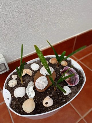 plantas/suculentas/crasas/palmeras/yuca/jade/cactu