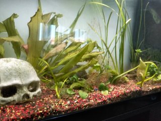 Acuario Aquatlantis 200L con mueble negro