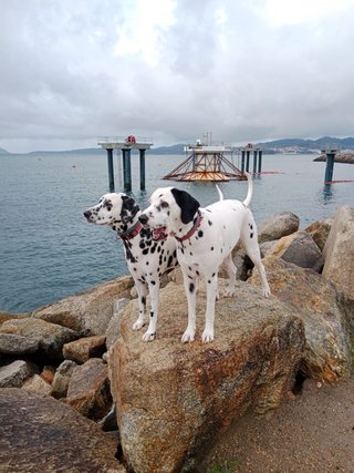 Cuidadora de perros