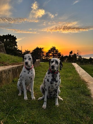 Cuidadora de perros