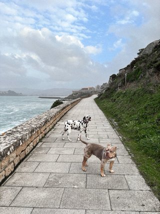 Cuidadora de perros