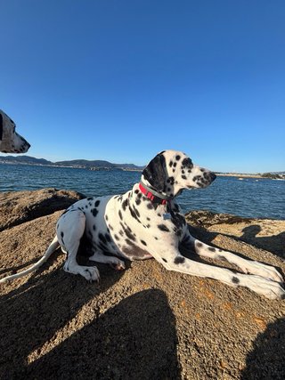 Cuidadora de perros