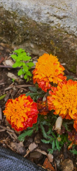 Semillas de Tagetes (Flor de Muerto)