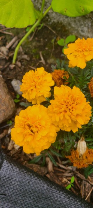 Semillas de Tagetes (Flor de Muerto)