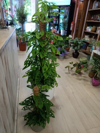 Monstera adansonii gigante tutor