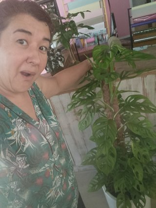 Monstera adansonii gigante tutor