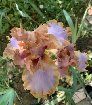 Iris alto rizoma radicato Spedito a radice nuda