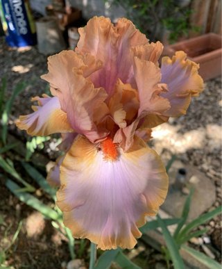 Iris alto rizoma radicato Spedito a radice nuda