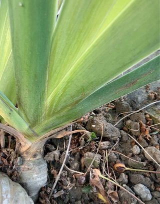 Iris alto rizoma radicato Spedito a radice nuda