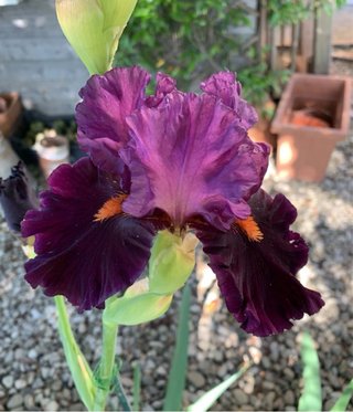 Iris a fusto alto - 1 rizoma