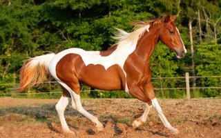 PROFESOR EQUITACION