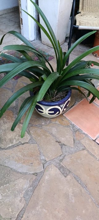 Planta