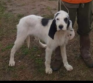 Adiestrador canino