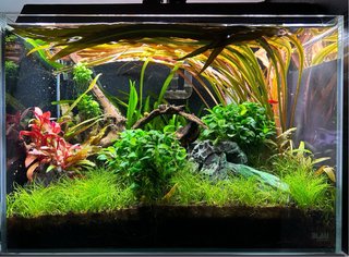 Acuario completo con rocas y calentador