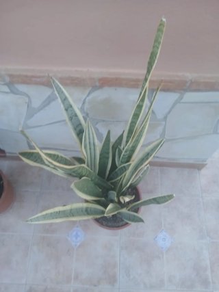 Planta 90 cm  Espada de San Jorge