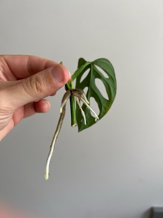 Esqueje Monstera Adansonii