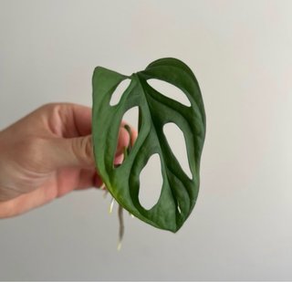 Esqueje Monstera Adansonii