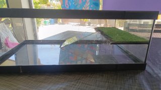 Tortuguera de cristal