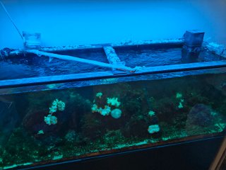 Acuario Marino Completo
