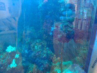 Acuario Marino Completo
