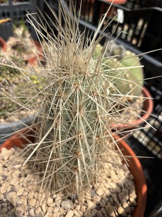 Cactus succulenta  Grusonia