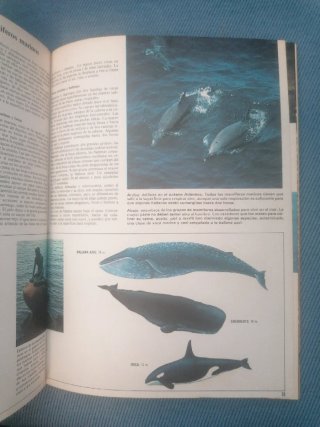 Los océanos