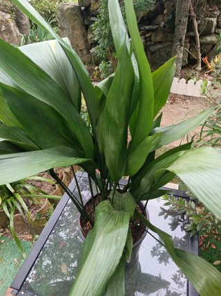Planta de interior verde