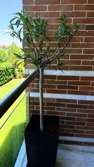 Planta Adelfa (Nerium Oleander) formato copa 1,05m