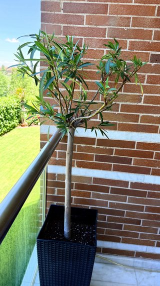 Planta Adelfa (Nerium Oleander) formato copa 1,05m