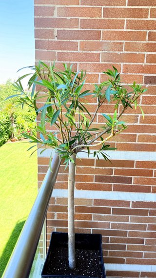Planta Adelfa (Nerium Oleander) formato copa 1,05m