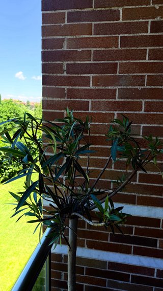 Planta Adelfa (Nerium Oleander) formato copa 1,05m