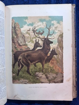 Colección original de Historia Natural (1881). 7 t