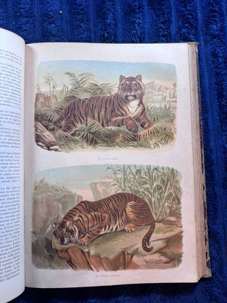 Colección original de Historia Natural (1881). 7 t