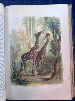 Colección original de Historia Natural (1881). 7 t