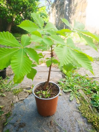 2 Plantas Jóvenes de Castaño de Indias