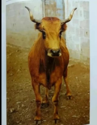 Pelajes y encornaduras del toro de lidia