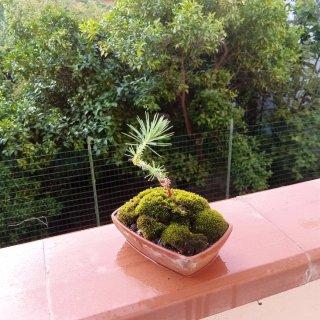 Mini bonsai pino