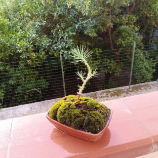 Mini bonsai pino