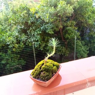 Mini bonsai pino