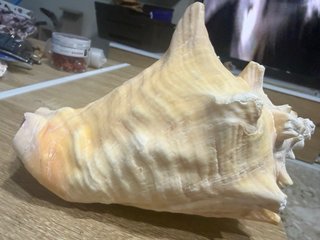 Strombus Gigas Conchiglia Rosa