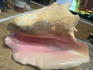 Strombus Gigas Conchiglia Rosa