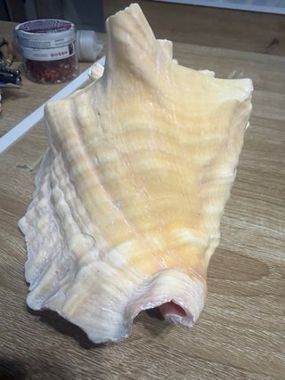 Strombus Gigas Conchiglia Rosa