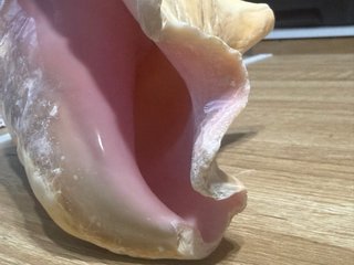 Strombus Gigas Conchiglia Rosa