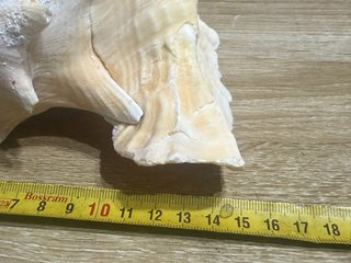 Strombus Gigas Conchiglia Rosa