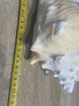 Strombus Gigas Conchiglia Rosa