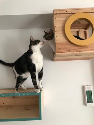 Estantería Escalera Gatos Madera