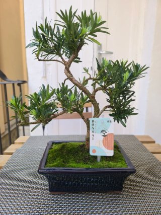 Bonsái Podocarpus Natural